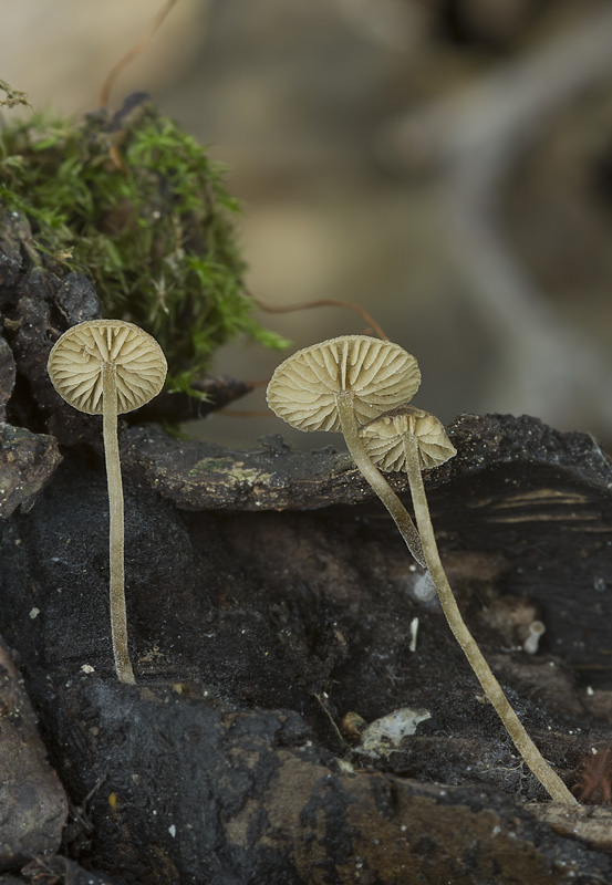 Simocybe centunculus